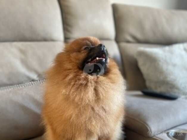 Kc Pomeranian boy for sale in Doncaster, South Yorkshire - Image 5