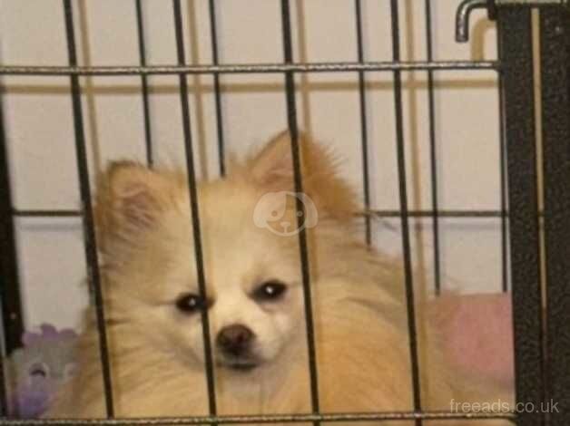 Kc Pomeranian girl for sale in Newbury, Berkshire - Image 1