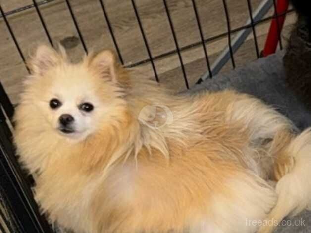 Pomeranians for sale in Newbury, Berkshire