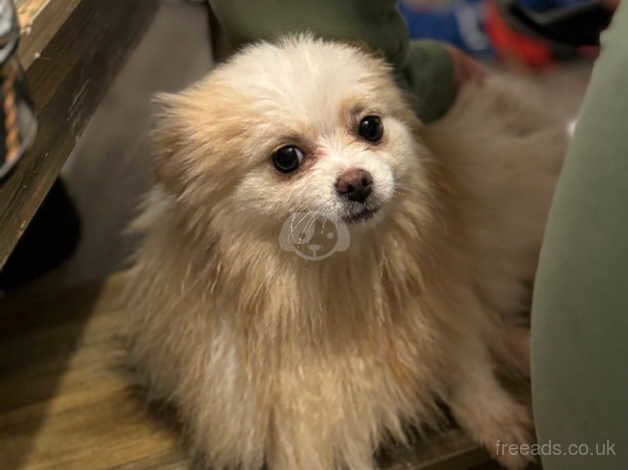 Kc Pomeranian girl for sale in Newbury, Berkshire - Image 3