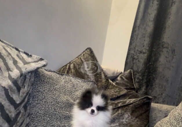 Kc Pomeranian puppies blue parti blue for sale in Sunderland, Tyne and Wear