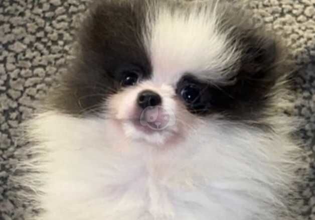 Pomeranians for sale in Sunderland, Tyne and Wear