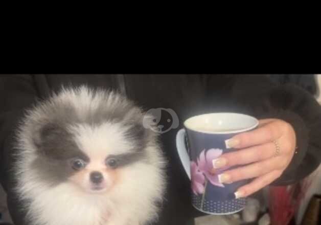 KC Registered Pomeranian Puppies for sale in Tyne and Wear