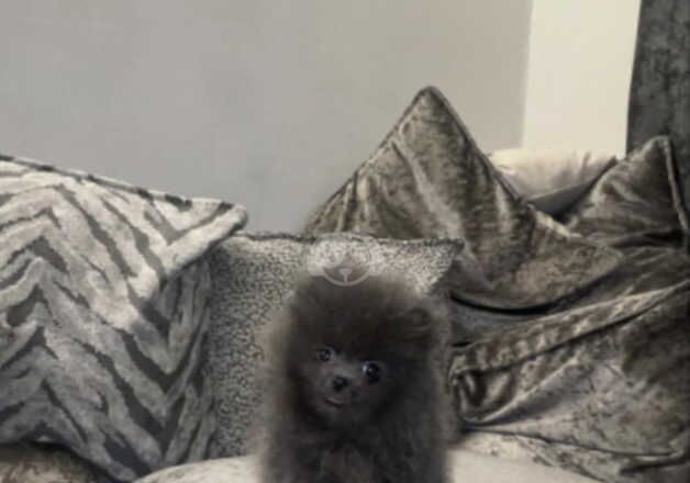 Pomeranian Puppies for sale