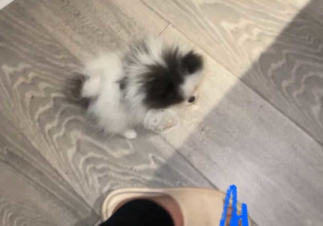 Kc Pomeranian puppies blue parti blue for sale in Sunderland, Tyne and Wear - Image 5