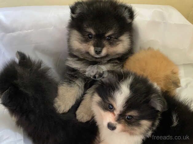 KC POMERANIAN PUPPIES| READY NOW! for sale in Romford, Dorset