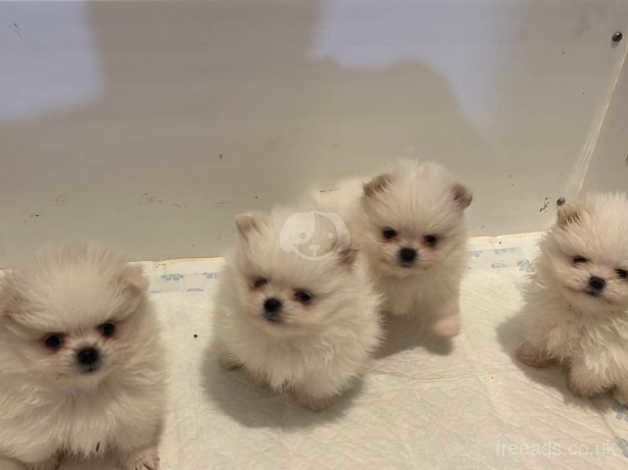 Kc Pomeranians for sale in Wrexham/Wrecsam, Wrexham