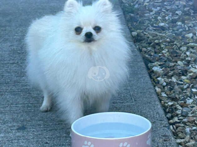 KC Registered Pomeranian Puppies for sale in Wrexham