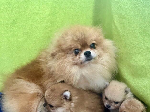 KC Quality Pomeranians for sale in St Helier, London