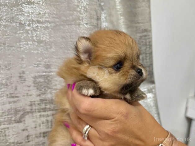 KC Quality Pomeranians for sale in St Helier, London - Image 5