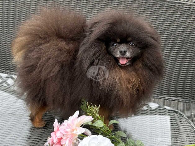 Kc reg dolly the Pomeranian for sale in Newbury, Berkshire