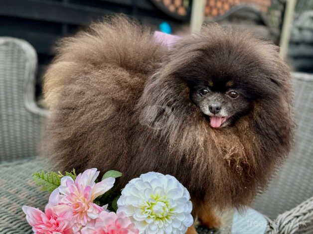 Kc reg dolly the Pomeranian for sale in Newbury, Berkshire - Image 2