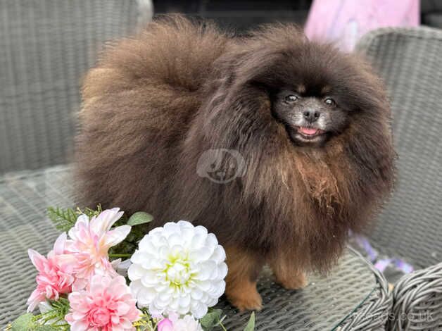 Kc reg dolly the Pomeranian for sale in Newbury, Berkshire - Image 3