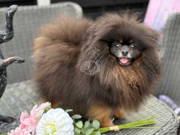 Kc reg dolly the Pomeranian for sale in Newbury, Berkshire - Image 4