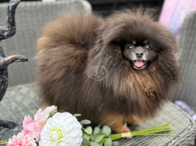 Kc reg dolly the Pomeranian for sale in Newbury, Berkshire - Image 5