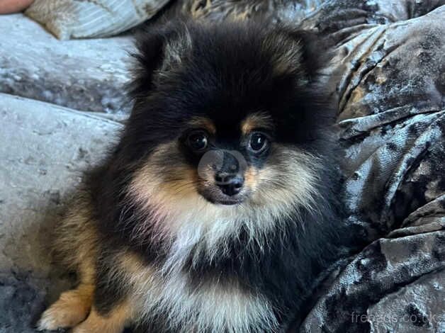 Kc reg Pomeranian female for sale in Newport, Shropshire