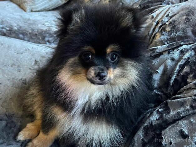 Kc reg Pomeranian for sale in Newport, Shropshire