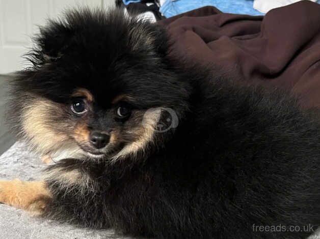 Kc reg Pomeranian for sale in Newport, Shropshire - Image 3