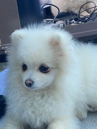 kc reg white Pomeranian girl for sale in Bradford, West Yorkshire