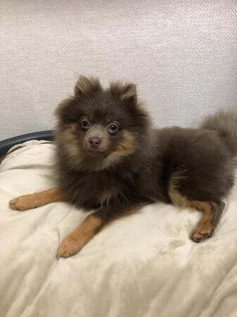 Kc registered lilac and tan pomeranian boy for sale in Manchester, Cheshire - Image 1
