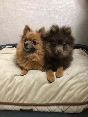 Kc registered lilac and tan pomeranian boy for sale in Manchester, Cheshire - Image 2