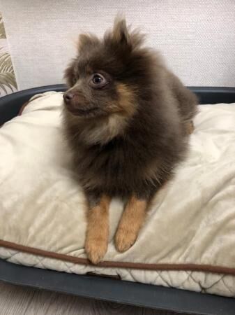 Kc registered lilac and tan pomeranian boy for sale in Manchester, Cheshire - Image 3