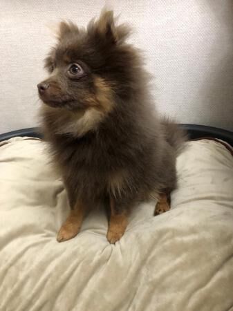 Kc registered lilac and tan pomeranian boy for sale in Manchester, Cheshire - Image 5