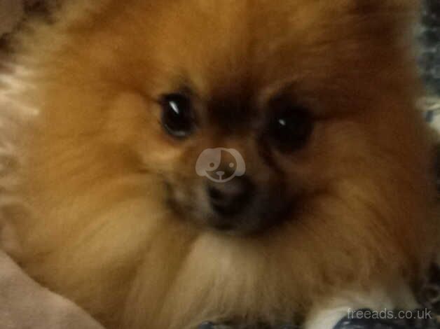 KC registered Male Pomeranian for sale in Newtown, Argyll and Bute - Image 2