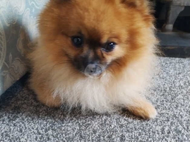 KC registered Male pomeranian for sale in Newtown, Argyll and Bute