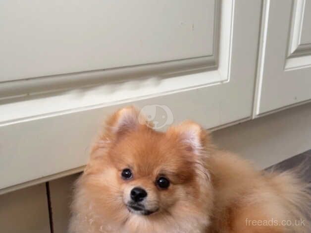 KC registered Pom for sale in Poole, Dorset - Image 1