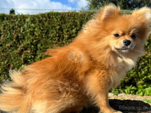 Pomeranians for sale in Poole, Dorset