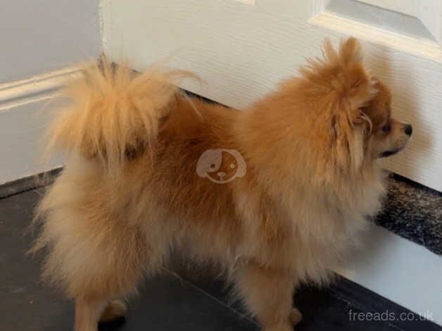 Pomeranian Puppies for sale in Dorset