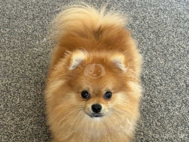 KC registered Pom for sale in Poole, Dorset - Image 4