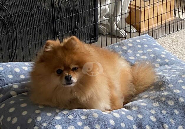 KC registered Pomeranian for sale in Bognor Regis, West Sussex