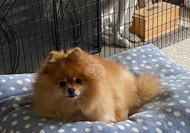 KC registered Pomeranian for sale in Bognor Regis, West Sussex - Image 2