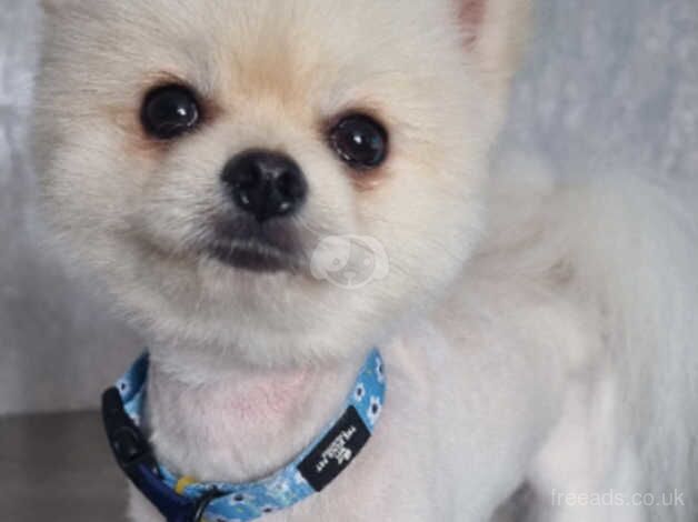 KC Registered Pomeranian for sale in Harlow, Essex