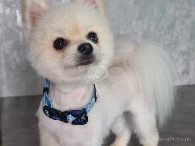 KC Registered Pomeranian for sale in Harlow, Essex - Image 2