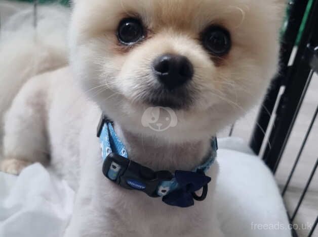 KC Registered Pomeranian for sale in Harlow, Essex - Image 3