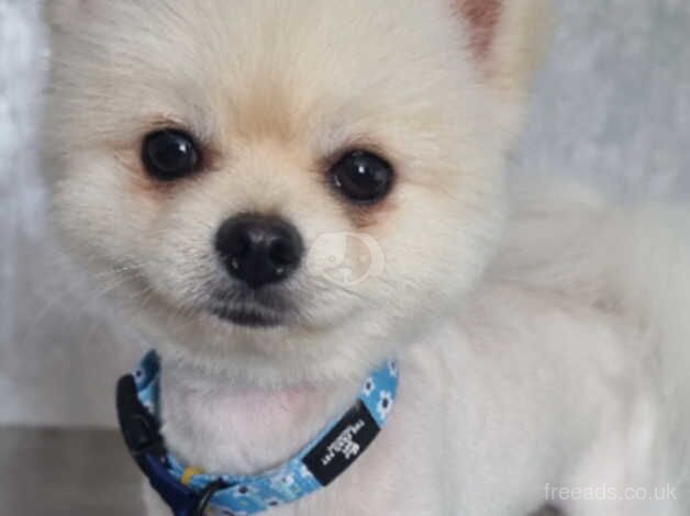 KC Registered Pomeranian for sale in Harlow, Essex - Image 4