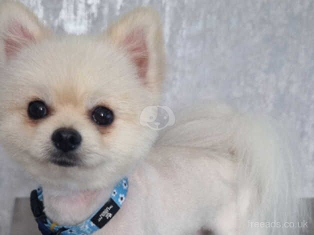 KC Registered Pomeranian for sale in Harlow, Essex - Image 5