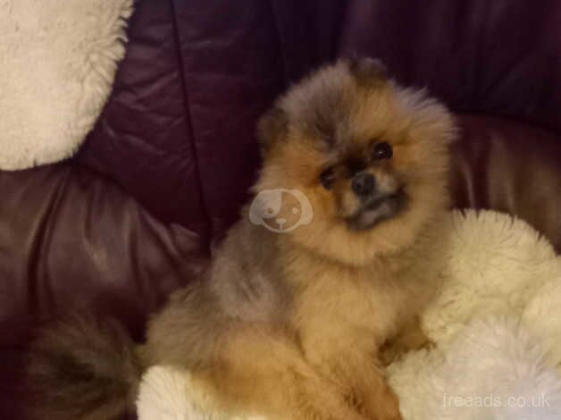 KC registered Pomeranian male for sale in Ballymena