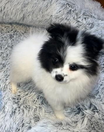 KC Registered Pomeranian Puppies! for sale in Burnley, Lancashire