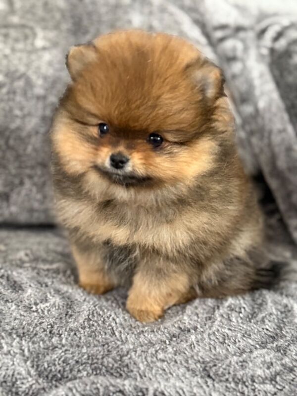 KC registered Pomeranian puppies for sale in Northolt, Greater London