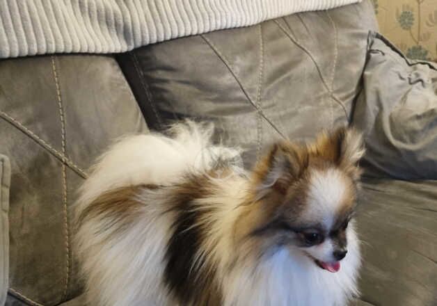 Kc registered teacup pomeranian girl for sale in Stoke Newington, Hackney, Greater London