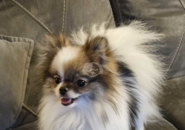 Kc registered teacup pomeranian girl for sale in Stoke Newington, Hackney, Greater London - Image 2