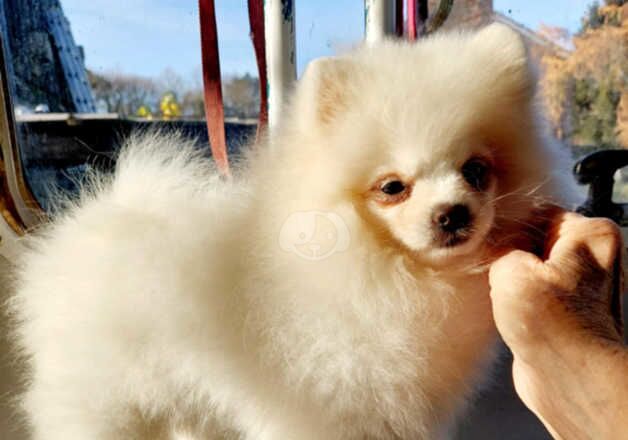 KC registered. True breed standard white puppy bitch for sale in Grimsby, Lincolnshire