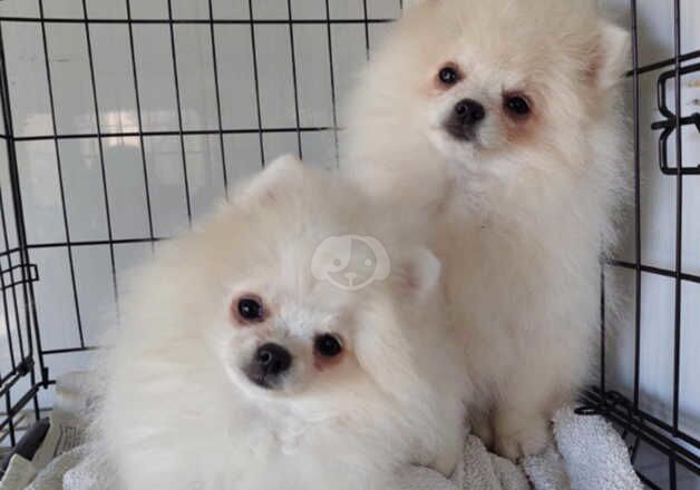 KC Registered Pomeranian Puppies for sale in Lincolnshire