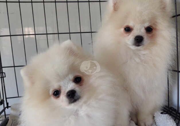 Pomeranian Puppies for sale