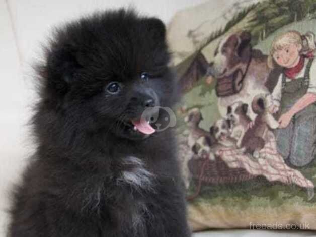 KC reg.small pomeranian pupy for sale in Taunton, Greater Manchester