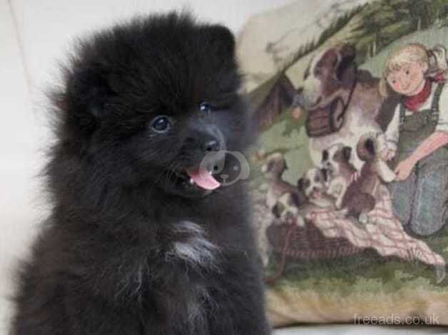 KC reg.small pomeranian pupy for sale in Taunton, Greater Manchester - Image 1